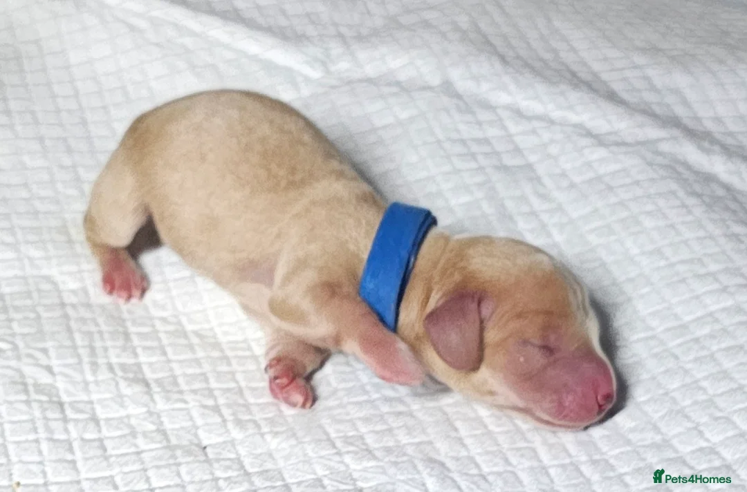 Miniature Dachshund dogs for sale: ⭐️⭐️⭐️⭐️⭐️ CREAM INTENSITY MINIDACHSHUND KCREG🐾❤️ - Advert 5