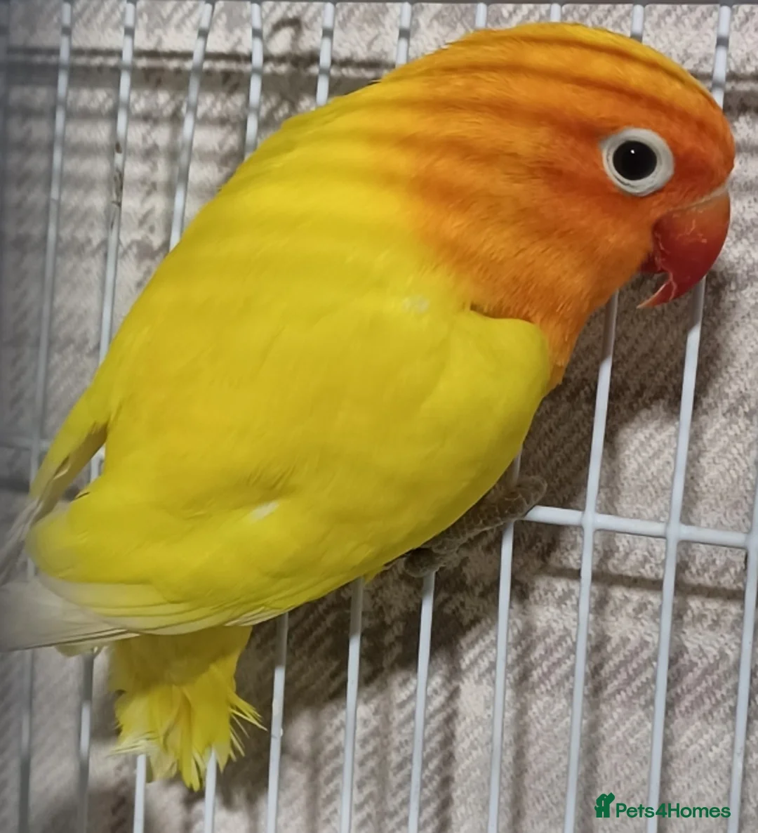Lovebirds birds for sale: EUWING OPLINE YELLOW FACTOR LOVEBIRDS  - Advert 1