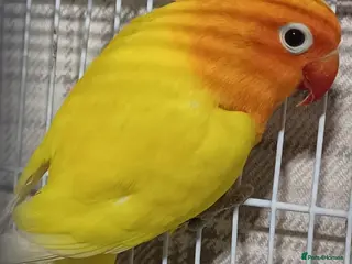 Lovebirds birds EUWING OPLINE YELLOW FACTOR LOVEBIRDS - Advert 9