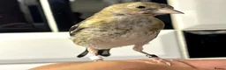 Finches birds for sale: CLASS HAND TAMED GOLDFINCHES AND MULES! BBC 2026!! in London - Advert 1