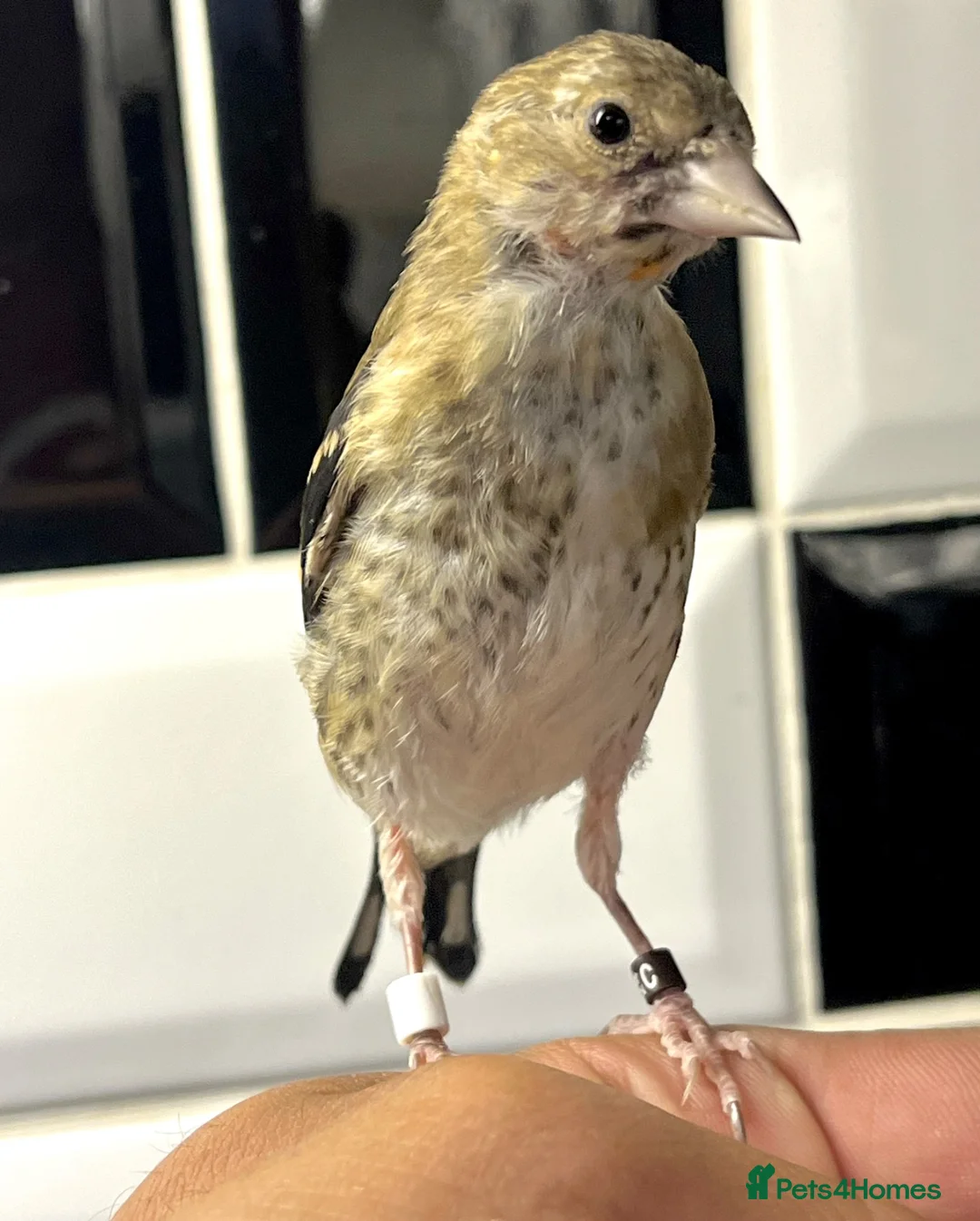 Finches birds for sale: CLASS HAND TAMED GOLDFINCHES AND MULES! BBC 2026!! in London - Advert 1