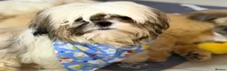 Shih Tzu dogs for sale: Choquito  - Advert 5