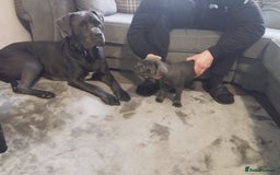 Cane Corso dogs for sale: Cane corsa - Image 1