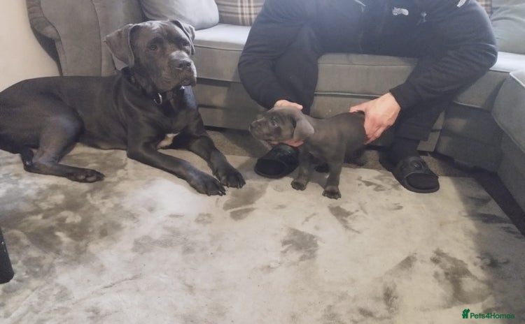 Cane Corso dogs - Advert 2