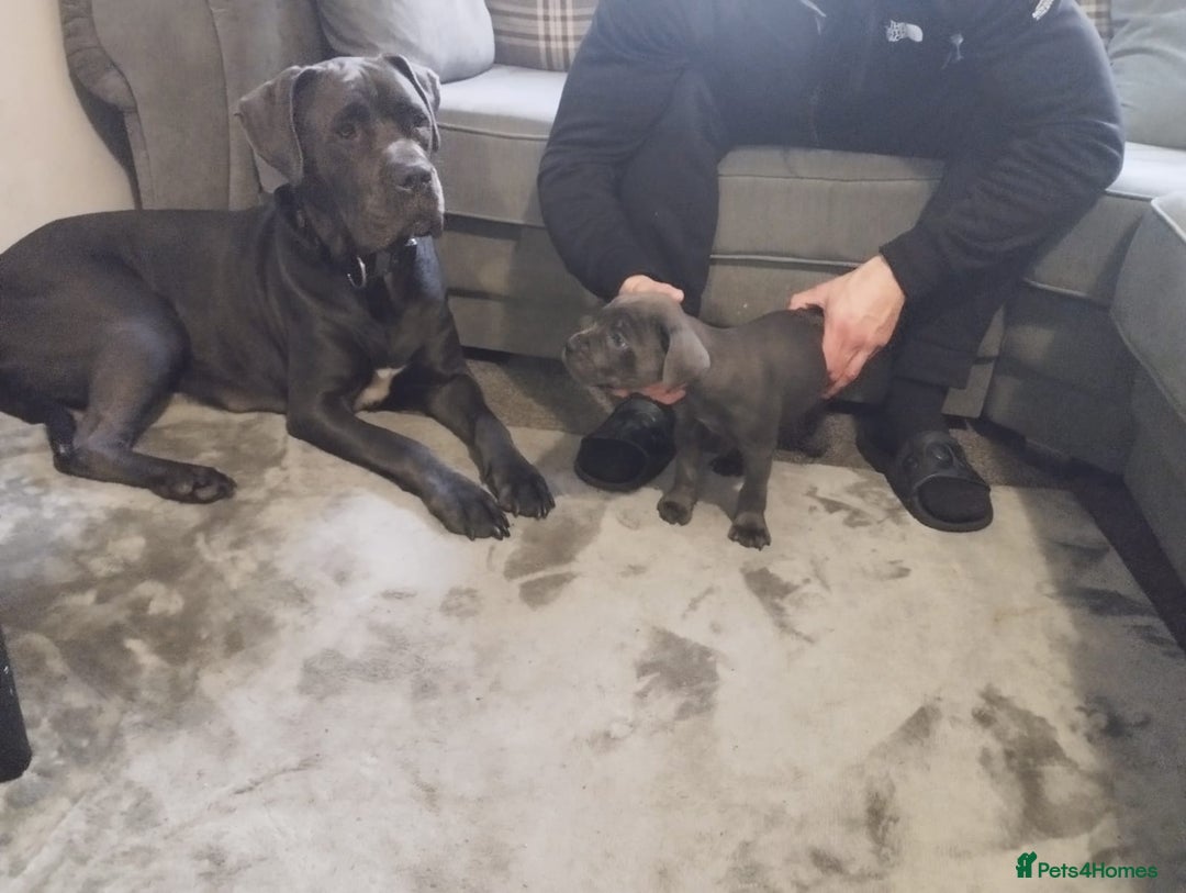 Cane Corso dogs for sale: Cane corsa - Image 1