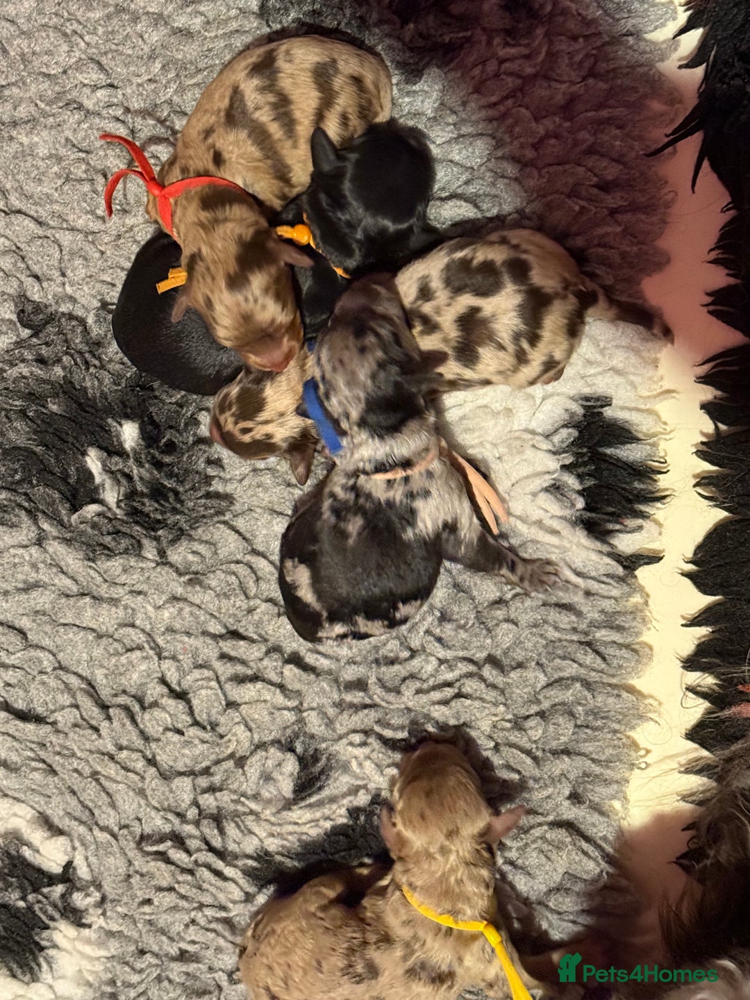 Cavapoo dogs for sale: F1b Health tested Phantom chocolate Merle Cavapoo - Advert 3