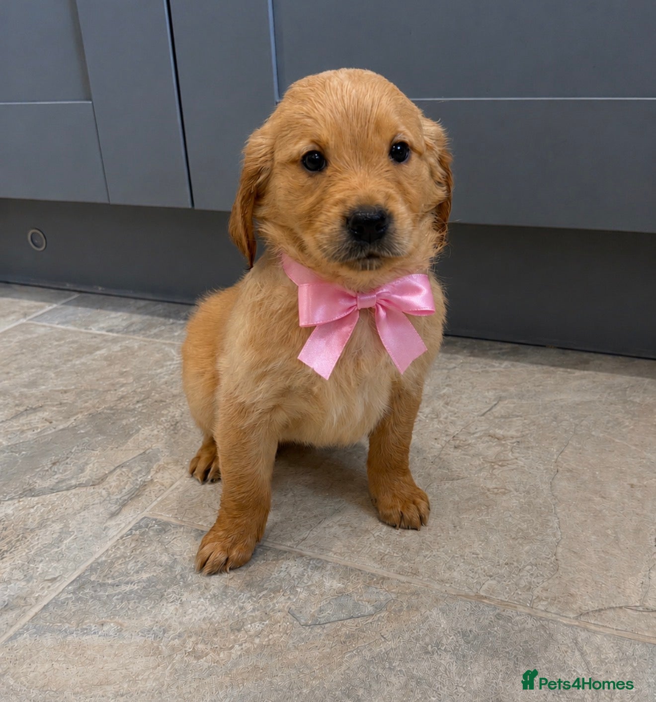 Golden Retriever dogs KC Dark Golden Retrievers 🧬 Health Tested Parents - Advert 1