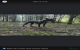 Staffordshire Bull Terrier dogs for sale: Six stunning Staffordshire bull terrier pups  - Image 1