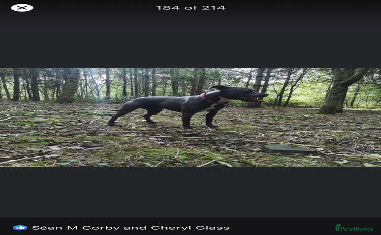 Staffordshire Bull Terrier dogs - Advert 7