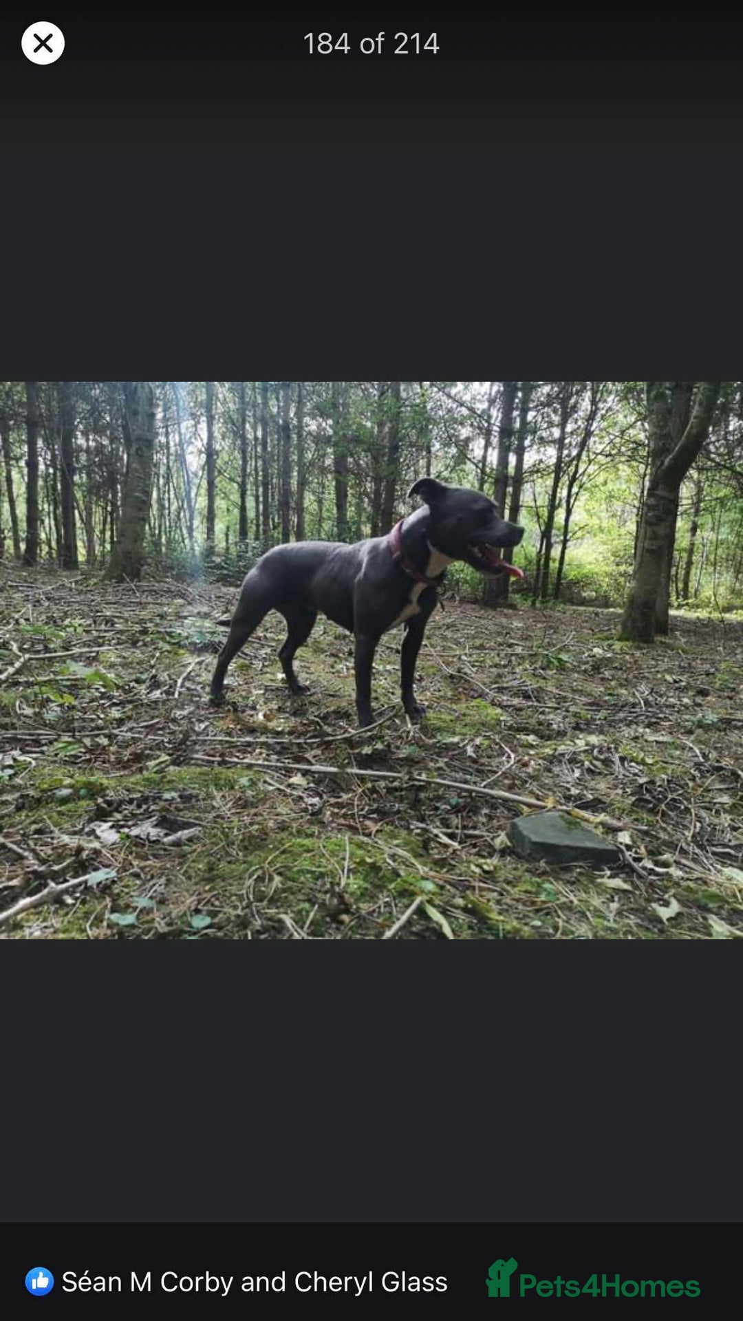 Staffordshire Bull Terrier dogs for sale: Six stunning Staffordshire bull terrier pups  - Image 1