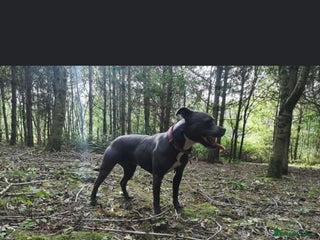 Staffordshire Bull Terrier dogs - Advert 26