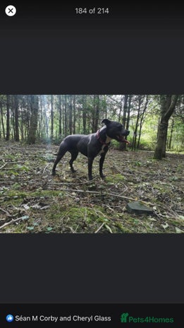 Staffordshire Bull Terrier dogs - Advert 2