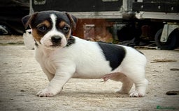 Jack Russell dogs for sale: Outstanding jack russels  - Image 14