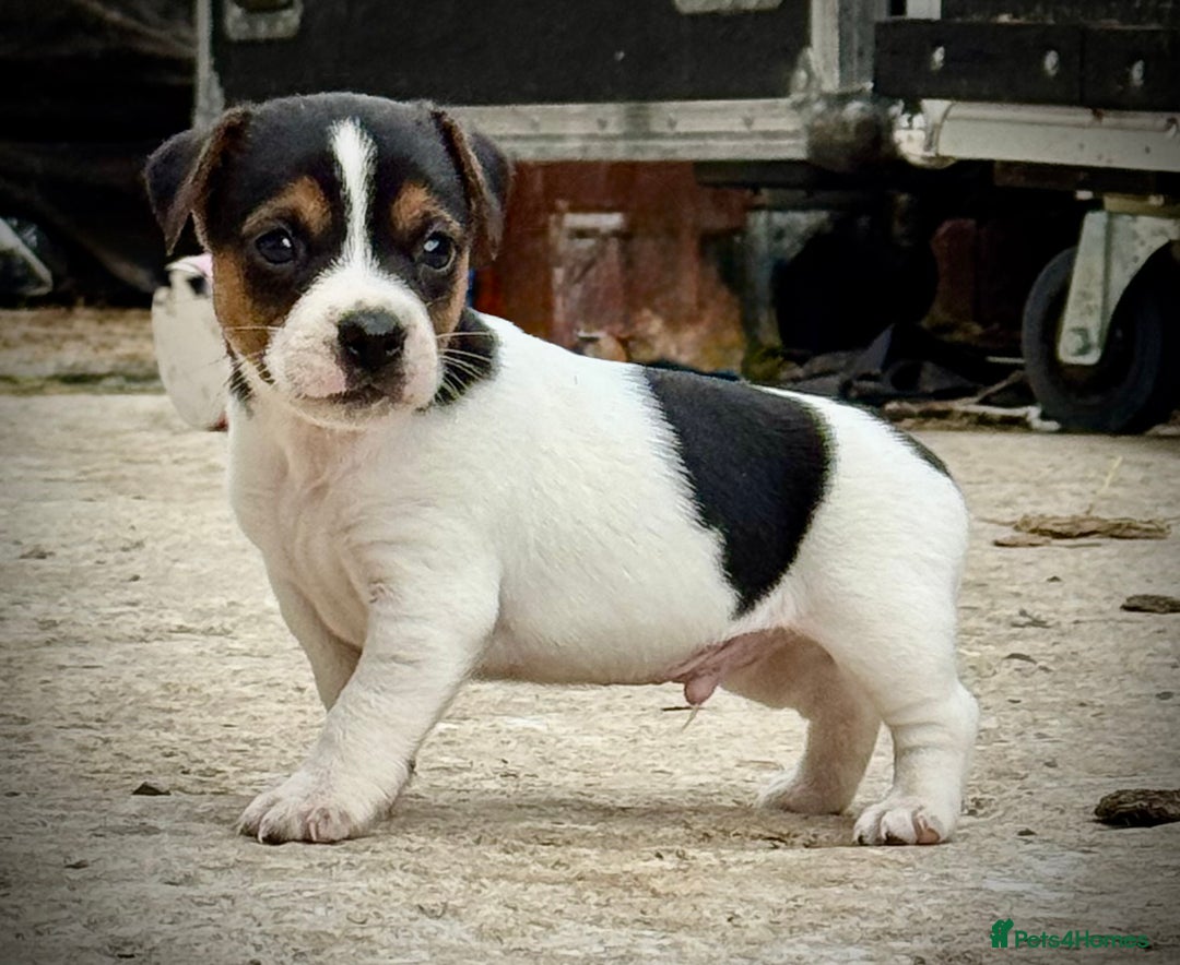 Jack Russell dogs for sale: Outstanding jack russels  - Image 14