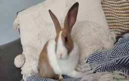 Mixed Breed rabbits for sale: 3 bunnies, different ages, mix breed in Chatham - Image 12