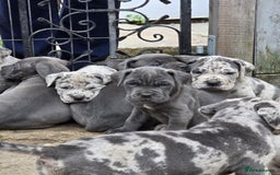 Cane Corso dogs for stud: 🧬MAJESTIC MERLE STUD🧬 - Image 12
