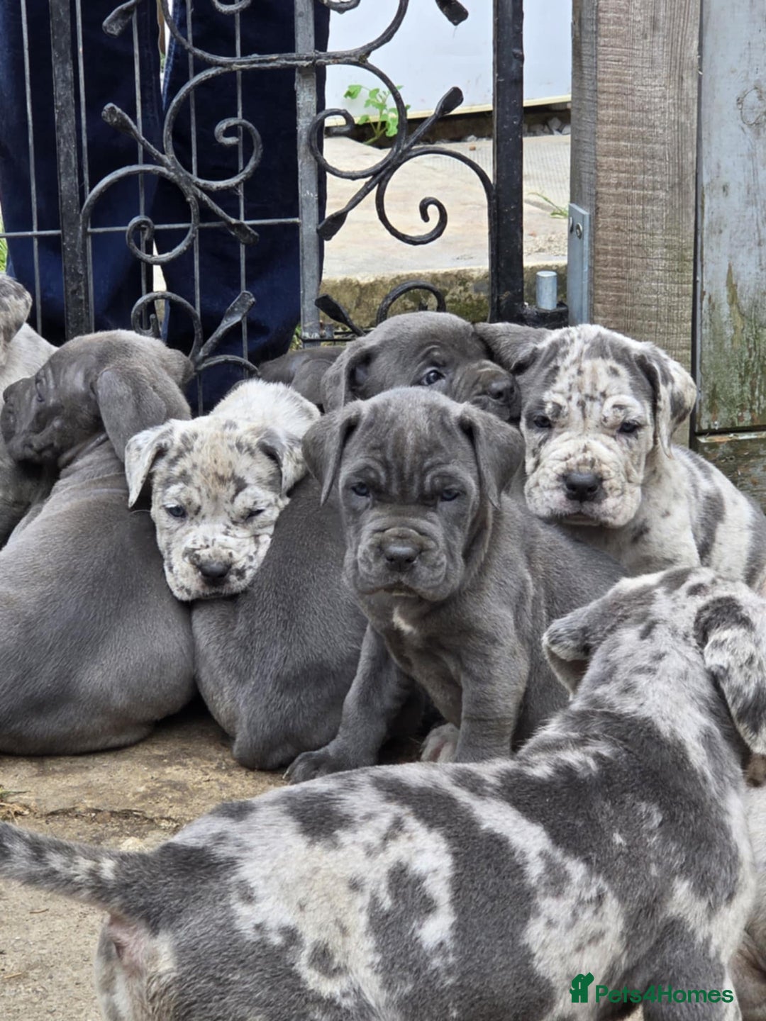 Cane Corso dogs for stud: 🧬MAJESTIC MERLE STUD🧬 - Image 12