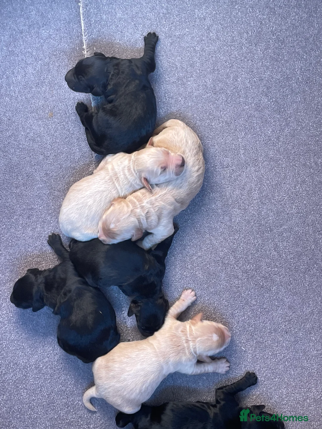 Mini Goldendoodle dogs for sale: 7 beautiful mini golden doodle babies  - Advert 2