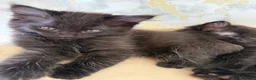 Mixed Breed cats for sale: 4 lovely little kittens - Advert 13