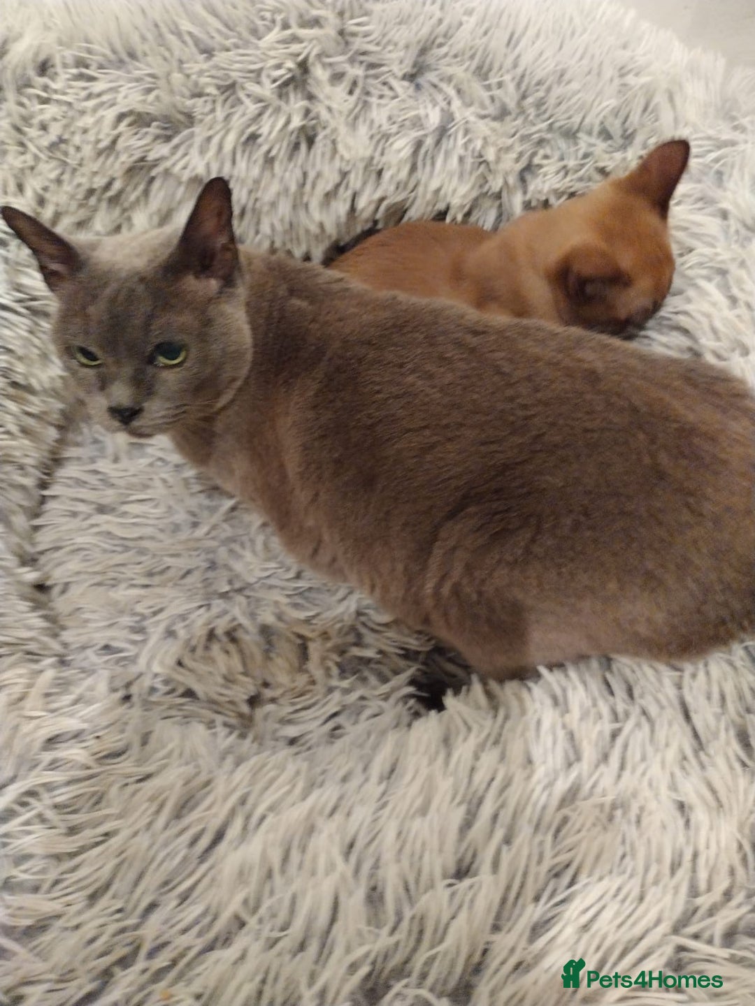 Burmese cats for sale: Chocolate Burmese Male Kittens - Advert 2