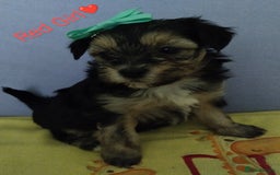 Morkie dogs for sale: Beautiful Morkie Puppies - Image 12