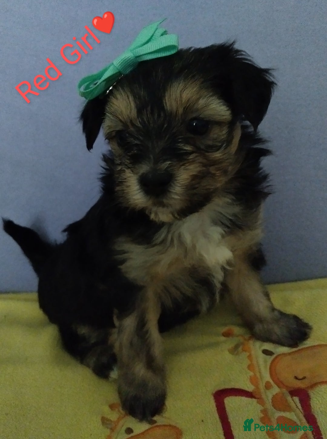 Morkie dogs for sale: Beautiful Morkie Puppies - Image 12