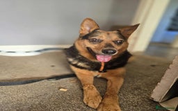 Mixed Breed dogs for adoption: Melanie for adoption - Image 1