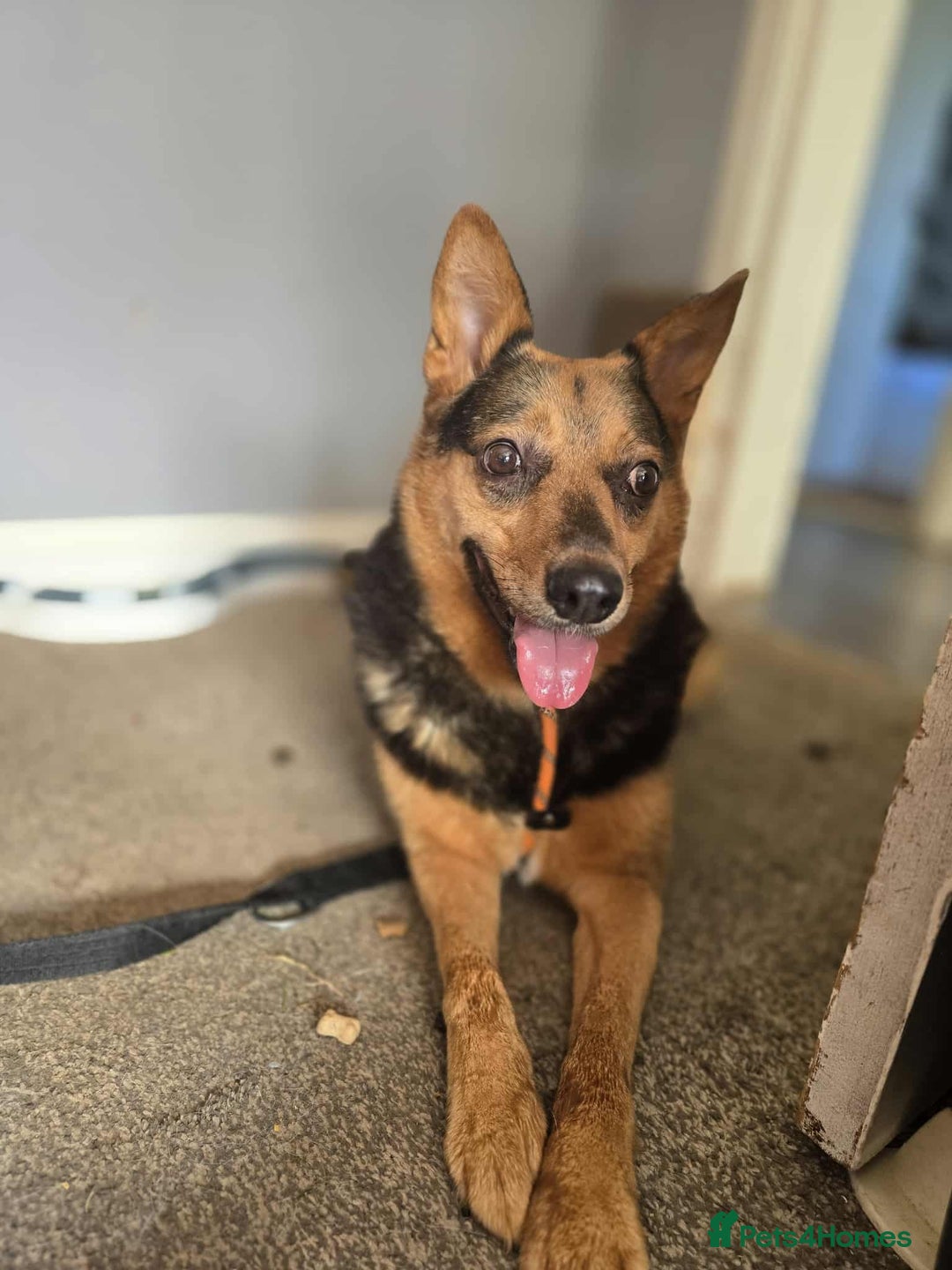 Mixed Breed dogs for adoption: Melanie for adoption - Image 1