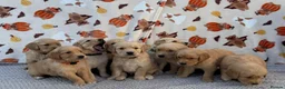 Golden Retriever dogs for sale: Beautiful golden retriever puppies - Advert 8