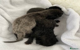 Domestic Shorthair cats for sale: Black kittens - Image 10