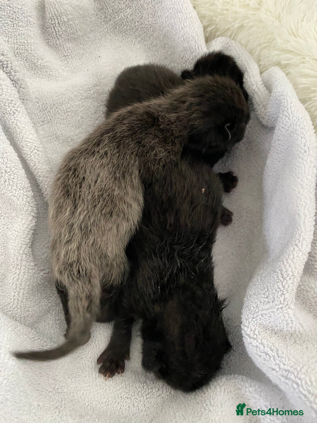 Domestic Shorthair cats for sale: Black kittens - Image 10