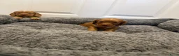 Cocker Spaniel dogs for stud: RED KC STUD DOG  - Advert 9
