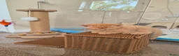 Mixed Breed cats for sale: VERY FRIENDLY FLUFFY KITTENS - Advert 10