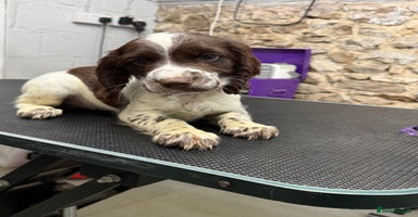 Sprocker dogs - Advert 11