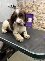 Sprocker dogs - Advert 1
