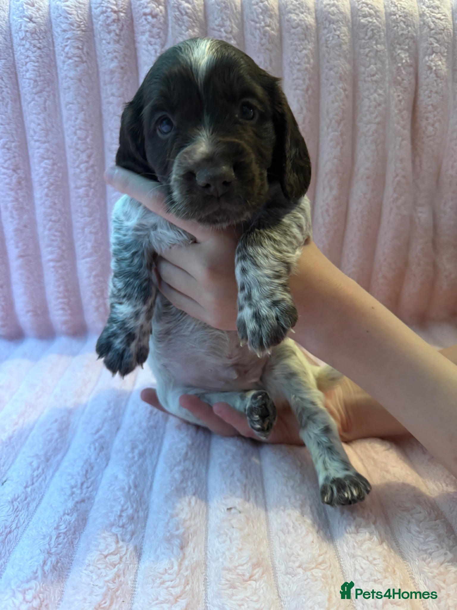 Cocker Spaniel dogs Cocker spaniel puppies for sale  - Advert 7