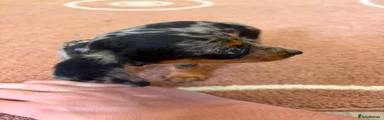 Dachshund 2