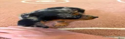 Dachshund dogs for sale: Beautiful puos - Advert 17