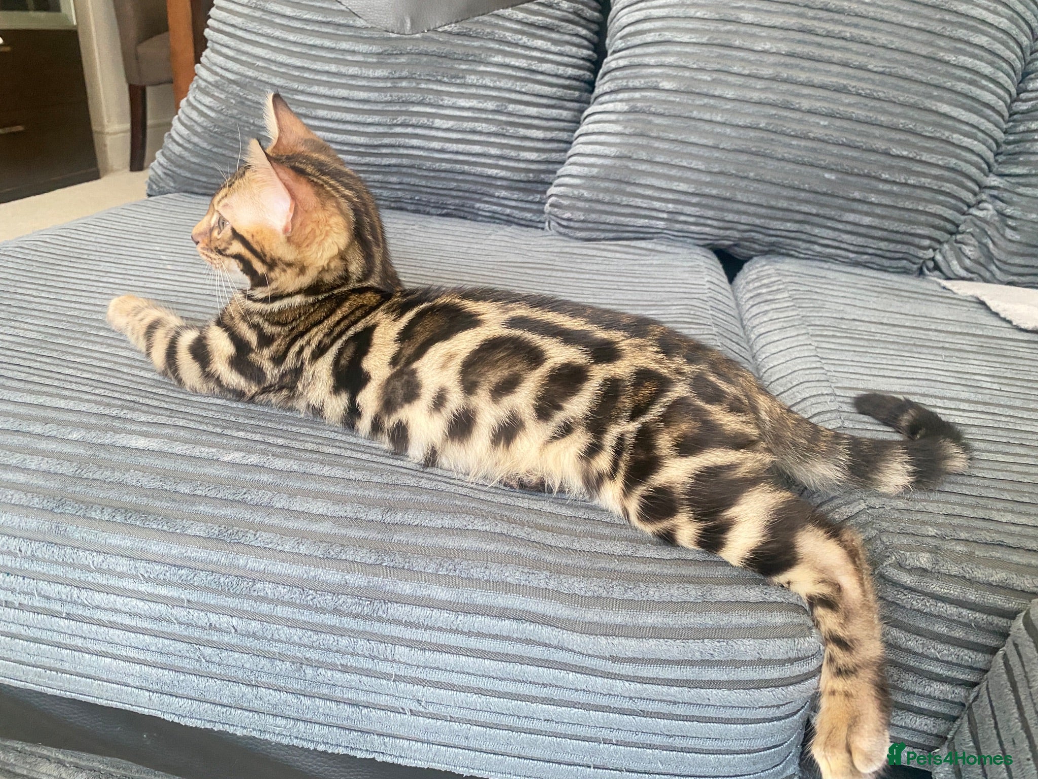 Bengal cats ✨✨ONLY 3 Boys 😻LEFT  - Advert 2