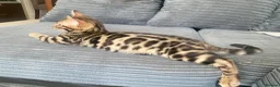 Bengal cats for sale: ✨✨ TICA registered Bengal BOYS😻😻😻 - Advert 12