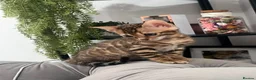 Bengal cats for sale: 💕Rosetted bengal kittens 💕 - Advert 21