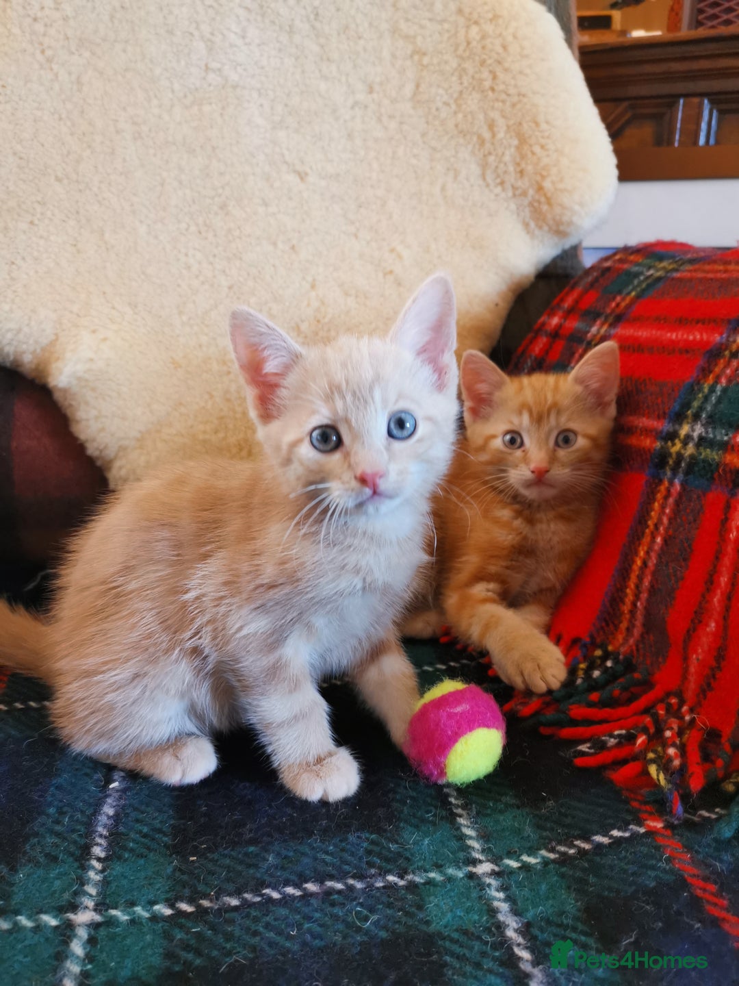 Mixed Breed cats for sale: Ginger heaven - Image 3