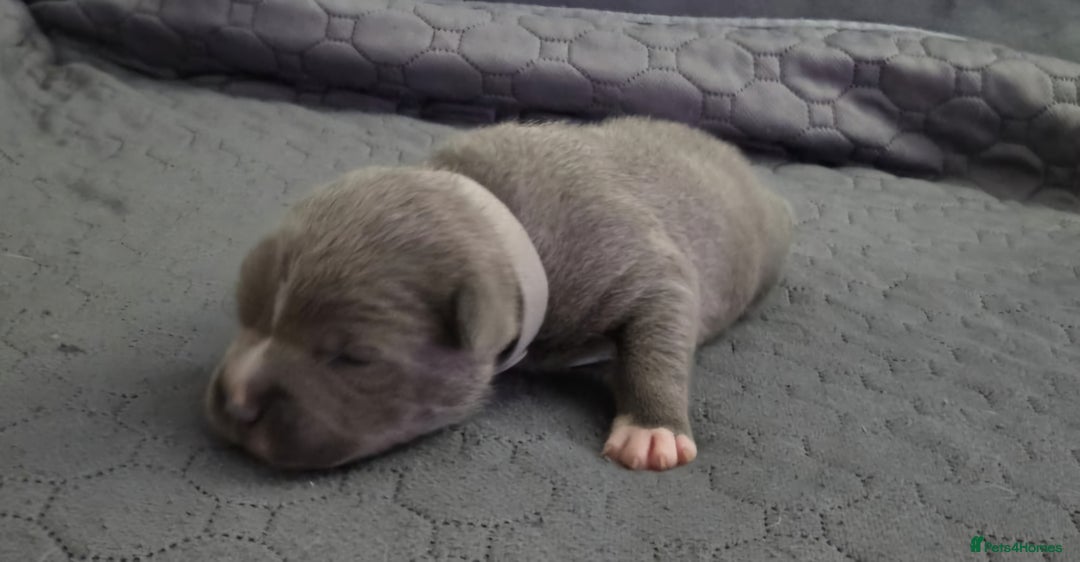 Staffordshire Bull Terrier dogs for sale: 5 staffordshire bull terrier puppies  - Advert 10