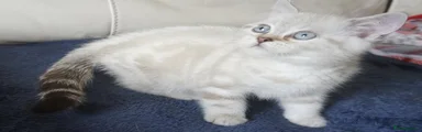 Seal Lynx Point (Bruce)