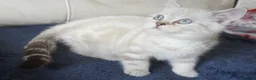 British Shorthair cats for sale: British Shorthair Kittens - Advert 7