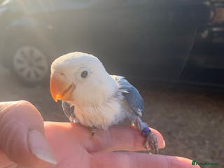 Lovebirds birds Fischer young lovebirds DNA sex tested nrpershore - Advert 15