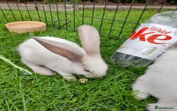 Continental Giant rabbits for sale: Beautiful Pure Giant Continental Babies  - Image 11