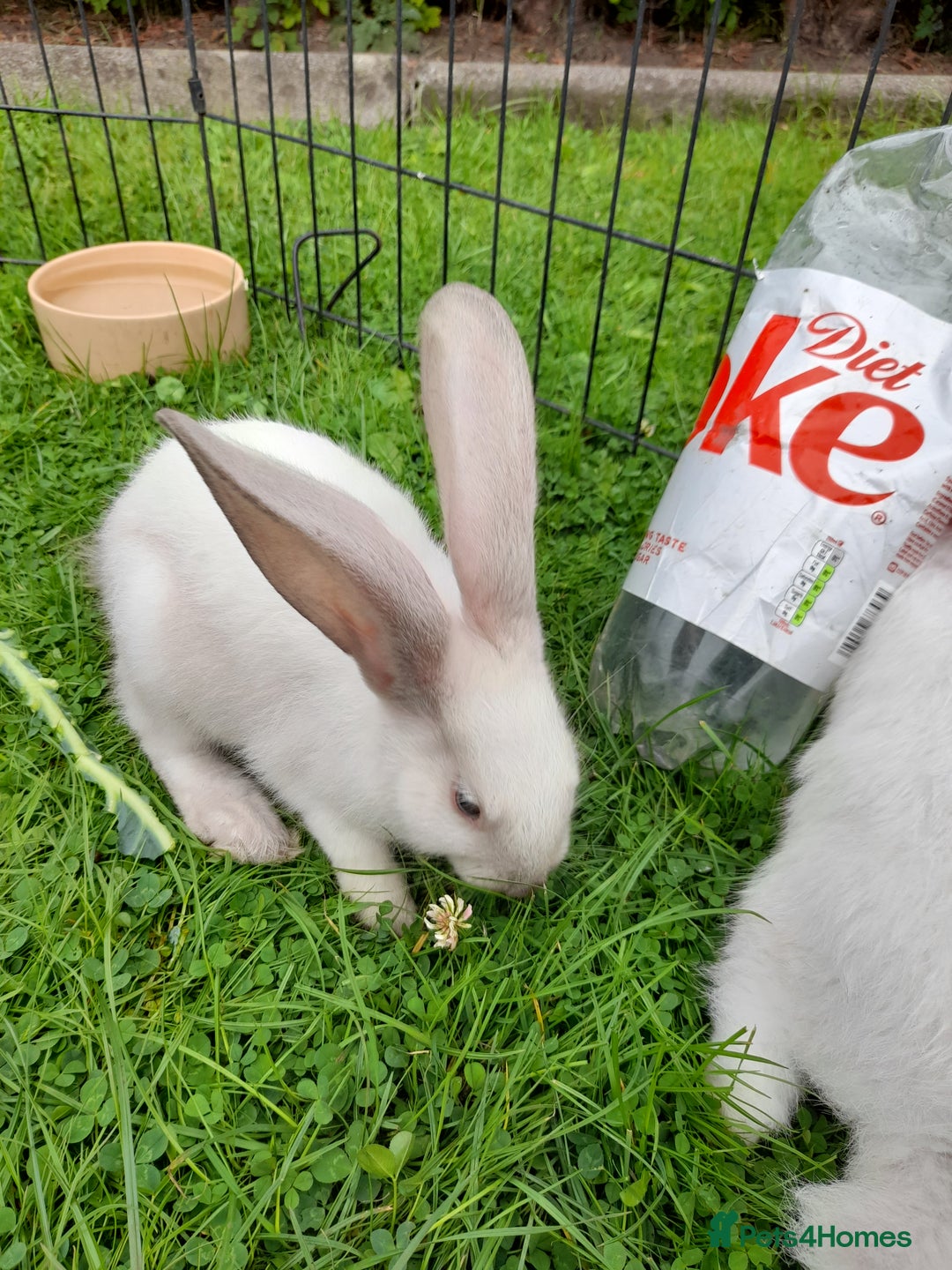 Continental Giant rabbits for sale: Beautiful Pure Giant Continental Babies  - Image 11