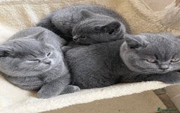 British Shorthair cats for sale: BRITISH SHORTHAIR KITTENS  - Image 1