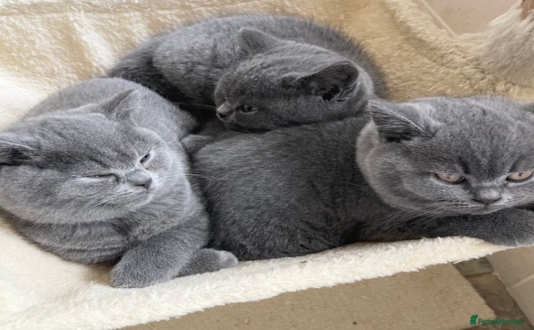 British Shorthair cats - Advert 14